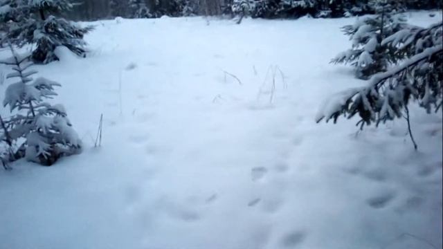 Ястреб-тетеревятник Шиваки. Свободные полеты в лесу. День 1й смотреть онлайн