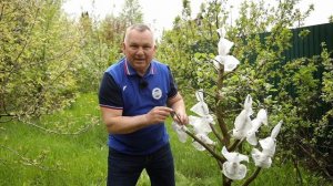 Самый правильный способ прививки за кору. Часть вторая. РЕЗУЛЬТАТ.