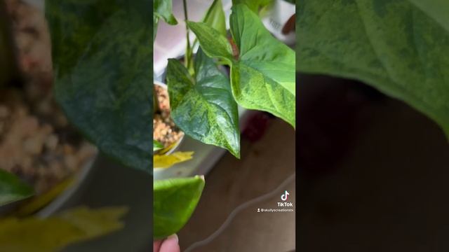 Syngonium PANDA ? смотреть онлайн