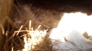 лечение вздутия у кроликов