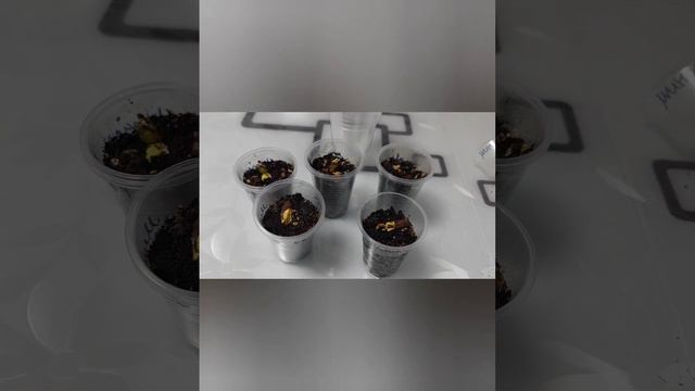 Миндаль. Как прорастить семена миндаля. смотреть онлайн