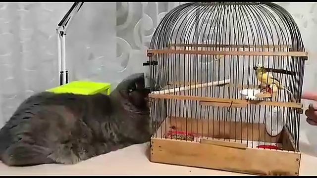 Кот и канарейка! #котИканарейка #канарейка смотреть онлайн