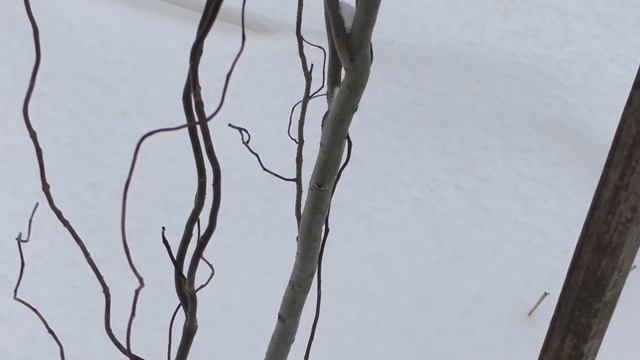 Декоративные кустарники.Ивы зимой//Nataliya Alekseeva// смотреть онлайн