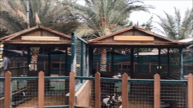 Things to do in Abu Dhabi |Emirates Park Zoo смотреть онлайн