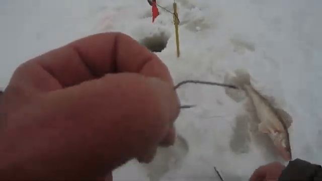 КАК ПРАВИЛЬНО НАСАДИТЬ ТЮЛЬКУ НА КРЮЧОК ЧТОБЫ ПОЙМАТЬ СУДАКА ИЛИ БЕРША смотреть онлайн