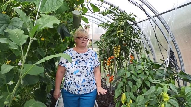 Можно ли в одной теплице вырастить хороший урожай томатов,огурцов, перцев и баклажанов? 16+ смотреть онлайн