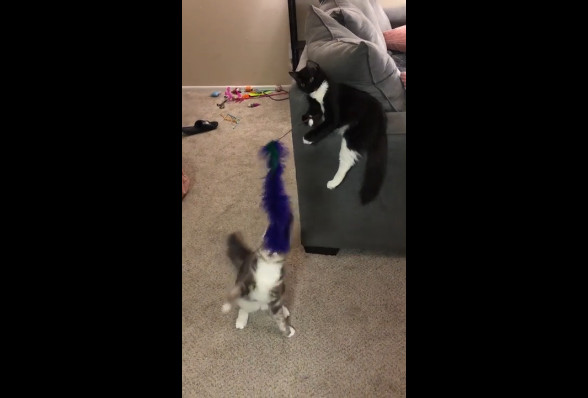 Кошачий троллинг смотреть онлайн