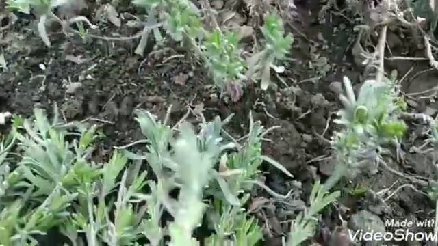 ?Лаванда.Когда и как лучше черенковать лаванду ?Черенкование как способ размножения. смотреть онлайн