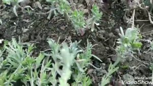 ?Лаванда.Когда и как лучше черенковать лаванду ?Черенкование как способ размножения.