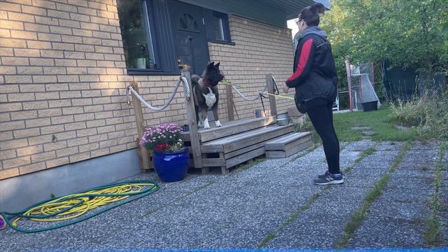 Акитовкие будни, наше утро. Молли еще та любительница поспать. На прогулке нашли птенчика воробушка смотреть онлайн