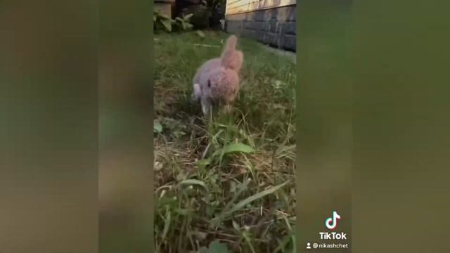 Новинка/обзор/природа/дикий кролик/bunny/crochet/knitting/pattern/toys/игрушки/амигуруми/amigurumi смотреть онлайн