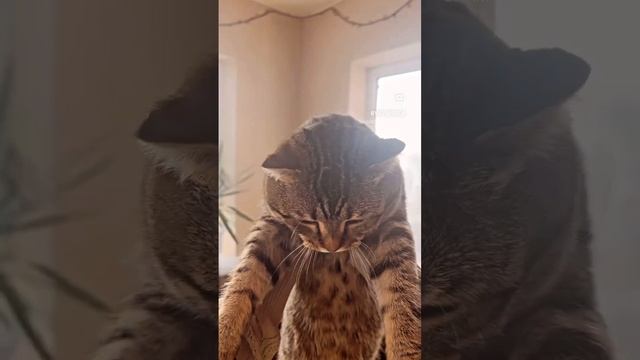 Кусачий кот😸#трендскотом