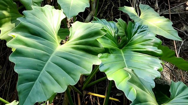 Филодендрон гигантский.  Philodendron Giganteum.