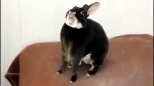 Прикольный крик кролика!