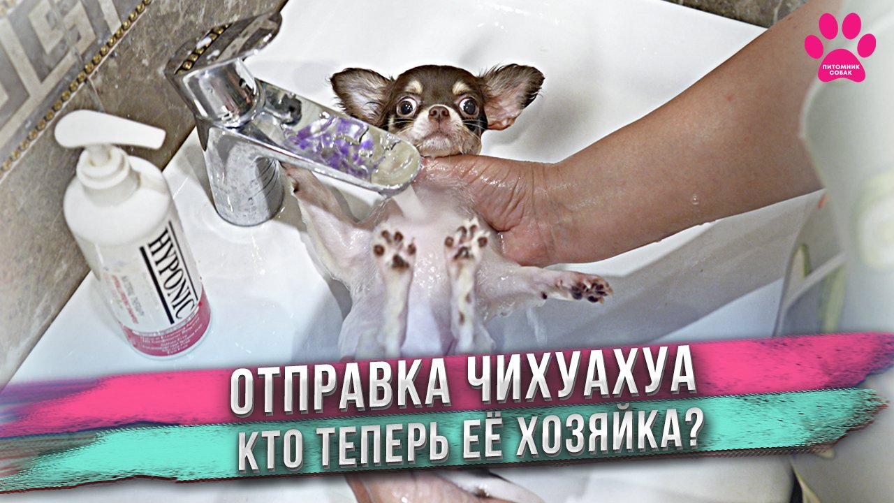 Отправка щенка из питомника в новый дом! В чьих руках теперь эта девочка чихуахуа? смотреть онлайн