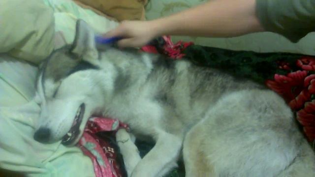 Вычёсываем Хаски Нику смотреть онлайн