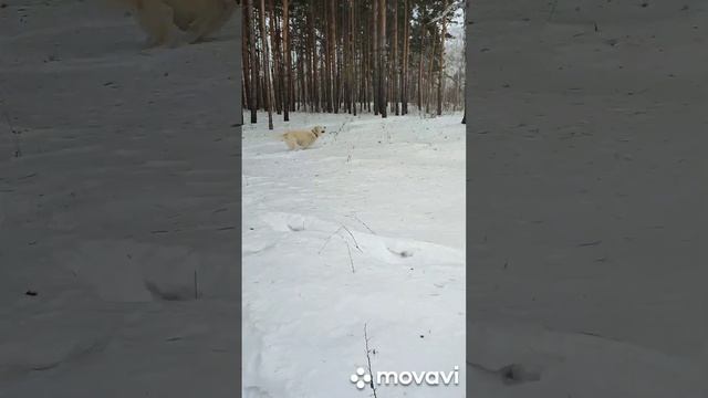 кое-как уговорили погулять смотреть онлайн