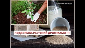 Дрожжевая подкормка плодовых деревьев,декоративных растений  и огорода !Все растет как на дрожжах !