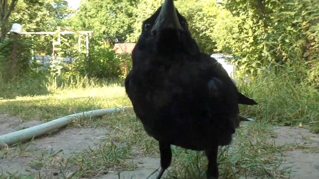 Гоша улетел! Прирученная чёрная ворона улетела в стаю! смотреть онлайн