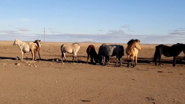 Изготавливаем цепи для быков своими руками смотреть онлайн