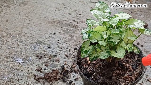 Cara Merawat Syngonium Liliput/Mini Di Musim Hujan|How To Care Plant In Rainy Season|#silentvlog