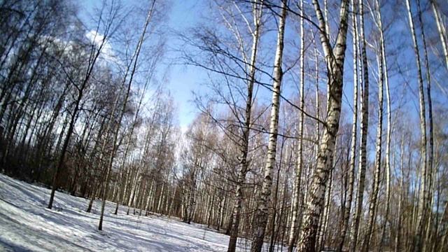 Березовая роща. Весна. Всё ещё тестирую камеру. смотреть онлайн