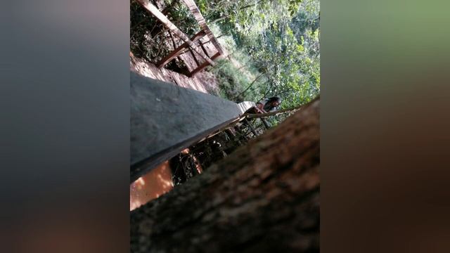 CINEMATIC VIEW OF KARURA FOREST смотреть онлайн