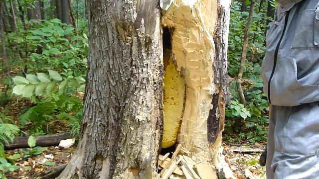 Дикий мёд из Башкортостана (Бортевой мёд) Wild honey смотреть онлайн