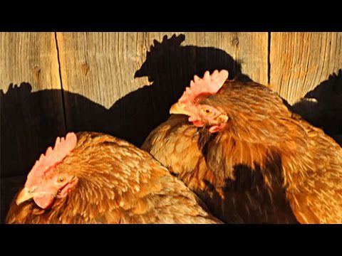 Старушки - несушки. Сколько лет живут куры? смотреть онлайн