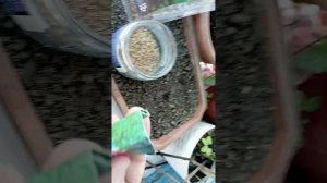 Семена укропа замачиваем перед посевом