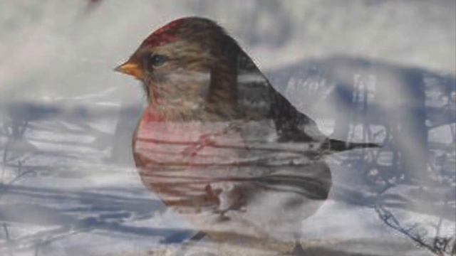 ЗИМНЕЕ УТРО ❄️ христианский стих (читает автор Анна Юркин) смотреть онлайн