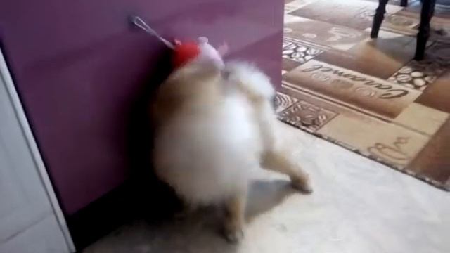 Шпиц Тедди играет смотреть онлайн