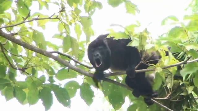 Wild Howler Monkey Sound: Hear the Rare Warning Roar of an Alpha Male смотреть онлайн