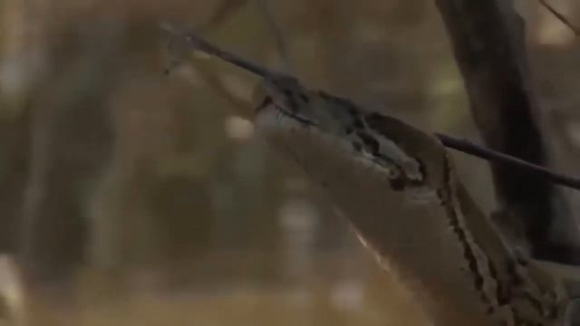 OMG What Happens When Wild Dog Tries To Attack Python Python, Wild Dog, Antelope, Lion, Leopard смотреть онлайн