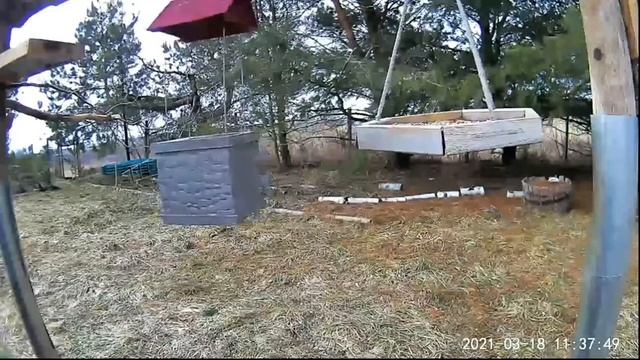 2021 Mar 18 Livestream bird feeding station. Ripley, Ontario Canada by AtHomeFriendlyTecGuy смотреть онлайн