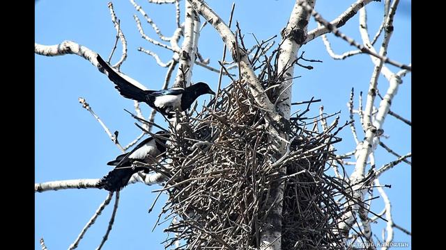 2 выпуск Пернатые обитатели Забайкалья смотреть онлайн