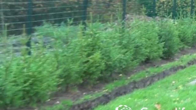 Живой забор из ели за 1 минуту! Как? Смотри тут! смотреть онлайн