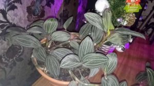 Орхидея Лудизия .Уход в домашних условиях .