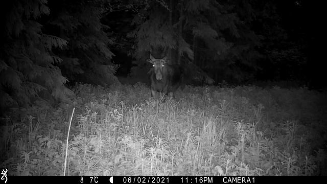ЛОСЬ ночью в Ленинградской области. смотреть онлайн