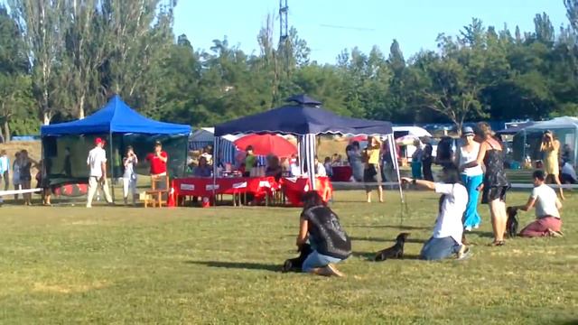 Международная выставка собак Группа Таксы (International Dog Show) смотреть онлайн