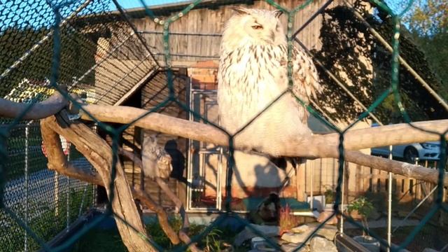 Как выглядят большие сибирские совы. Как кричит сова. Австрия совы в зоопарке. Забавные птички . смотреть онлайн