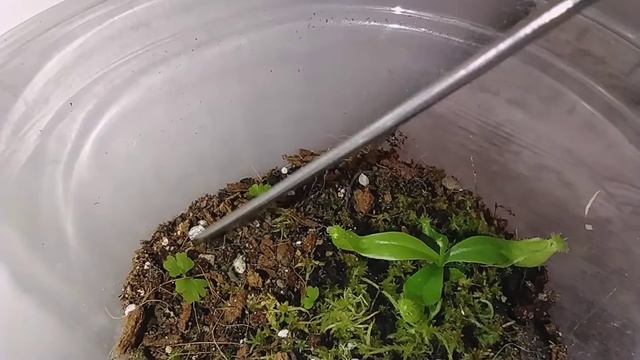 НЕПЕНТЕС ИЗ СЕМЯН * ПОЯВЛЕНИЕ НЕИЗВЕСТНОГО СОСЕДА. смотреть онлайн