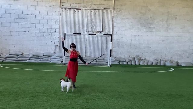 Танцы с собаками. Dog dance. Тимошина Светлана & Тимона Терр. Танец "Сумеречный бал" 13.06.2022г. смотреть онлайн