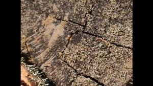 Поиск маток гигантских муравьев! Лёт муравьиных королев в лесу | Native Ants
