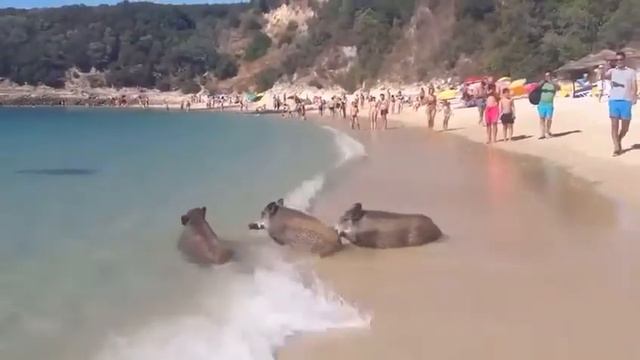 ДИКИЕ КАБАНЫ НА МОРЕ смотреть онлайн