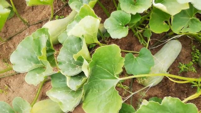 Тыква Арабатская смотреть онлайн