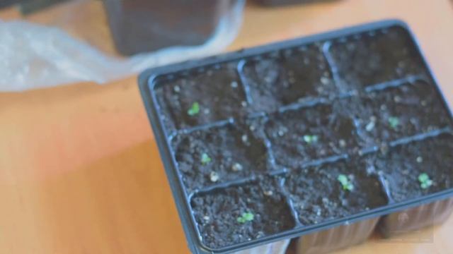 Когда пикировать землянику смотреть онлайн