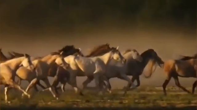 Домашние животные смотреть онлайн