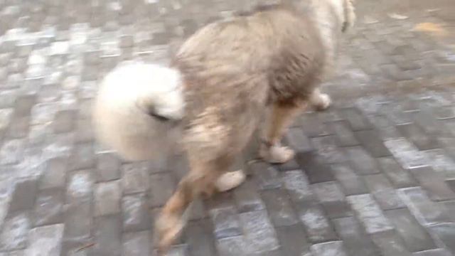 питомник хахтох г.Иваново смотреть онлайн