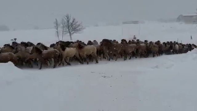 Табун. Хасан Идиятуллин. 8 марта 2021 года. Улу Теляк. Башкортостан. смотреть онлайн
